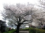 sakura_2007.4.7.jpg
