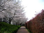 sakura_2007.4.7_2.jpg