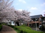 sakura_2007.4.7_3.jpg