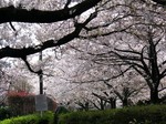 sakura_2007.4.7_4.jpg